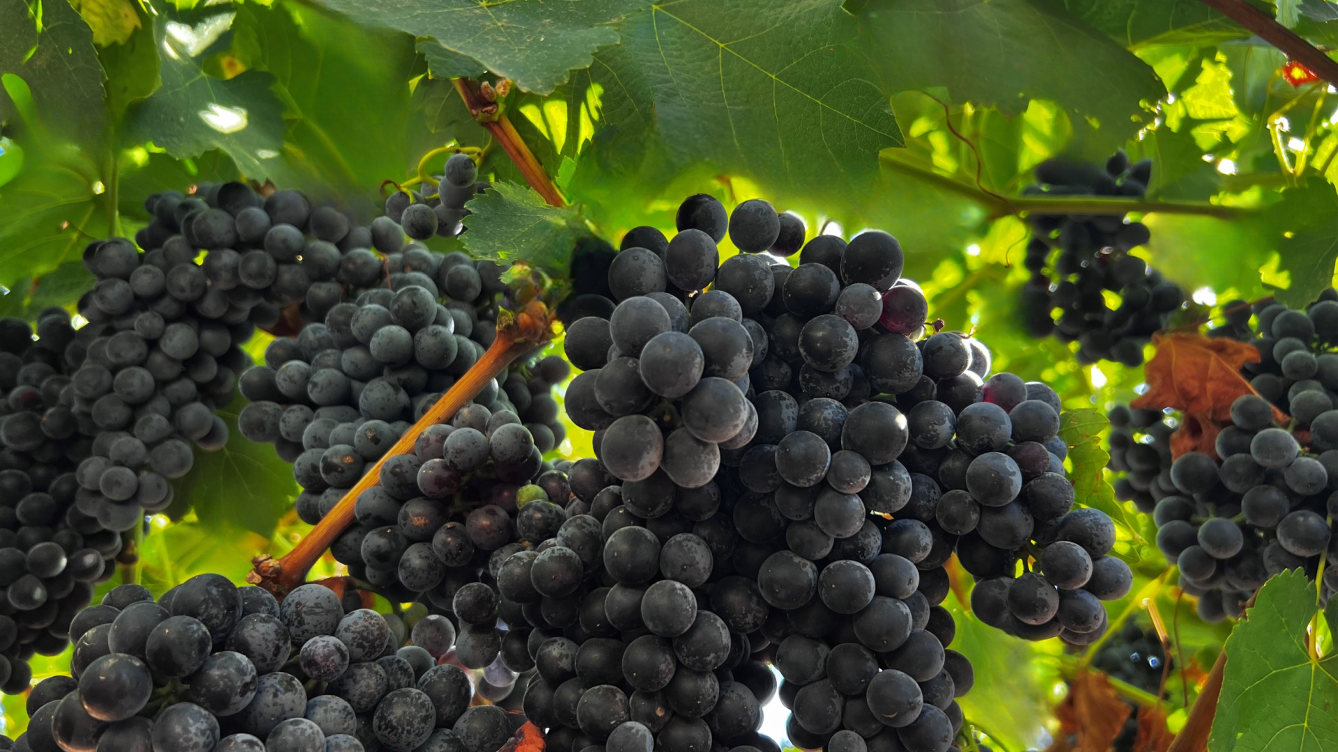 Havin' Fun Vineyards Petite Sirah Grapes